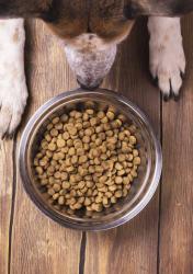 Сертификация кормов для животных